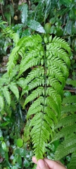 Dryopteris subexaltata