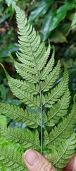Dryopteris subexaltata