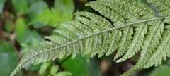 Dryopteris subexaltata