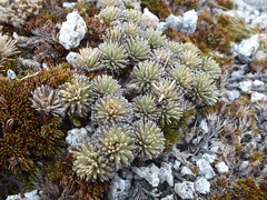 Celmisia sessiliflora