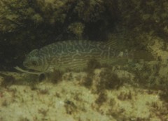 Siganus spinus