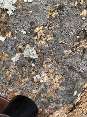 Rhizoplaca glaucophana