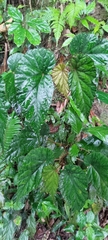 Begonia lukuana