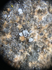 Rhizoplaca glaucophana