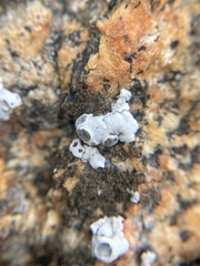 Rhizoplaca glaucophana