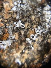 Rhizoplaca glaucophana