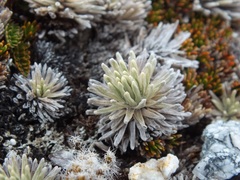 Celmisia sessiliflora