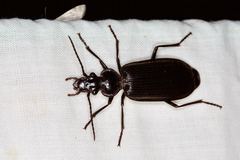 Helluonidius