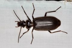 Helluonidius