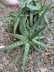 Aloe greatheadii