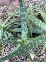 Aloe greatheadii