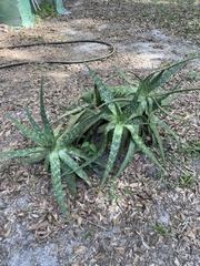 Aloe greatheadii