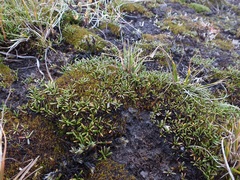 Abrotanella caespitosa