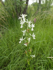 Anacamptis laxiflora