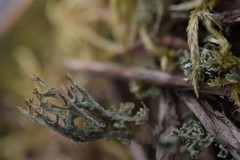Cladonia crispata