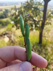Sesamum triphyllum