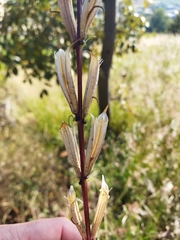 Sesamum triphyllum