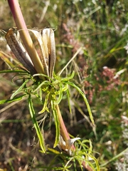 Sesamum triphyllum