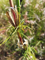 Sesamum triphyllum