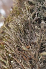 Cladonia cenotea