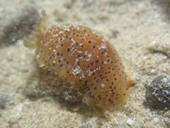 Dendrodoris guttata