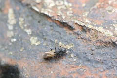 Cataulacus granulatus