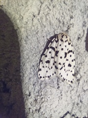 Clemensia leopardina