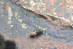 Cataulacus granulatus