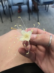 Quadrella jamaicensis