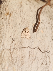 Clemensia leopardina