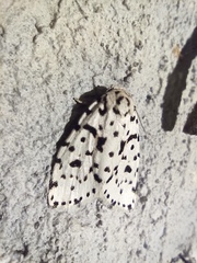 Clemensia leopardina