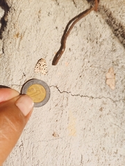 Clemensia leopardina