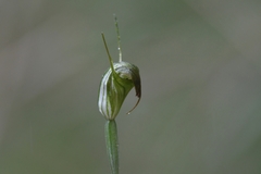 Pterostylis atrans
