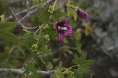 Malva assurgentiflora glabra