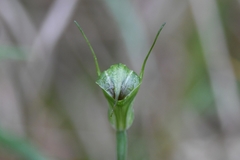 Pterostylis atrans