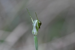 Pterostylis atrans