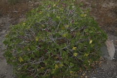 Malva assurgentiflora glabra