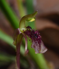 Chiloglottis curviclavia