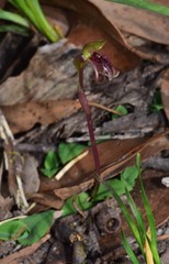 Chiloglottis curviclavia