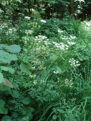 Pleurospermum austriacum