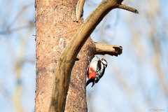 Dendrocopos major