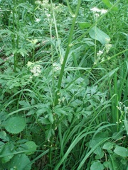 Pleurospermum austriacum