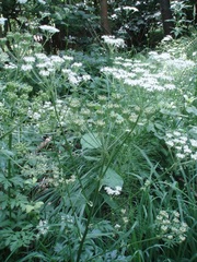 Pleurospermum austriacum
