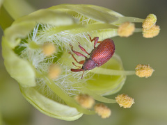 Anthonomus haematopus