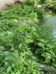 Rhinoncomimus latipes