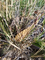 Aristida congesta
