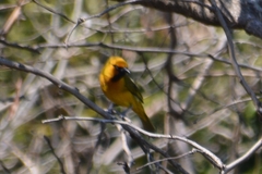 Ploceus ocularis