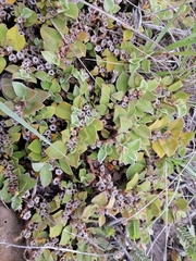 Mesembryanthemum aitonis