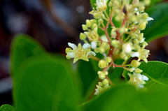 Geobalanus oblongifolius