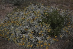 Constancea nevinii